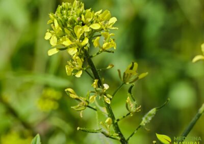 Brassica nigra - MOSTARDA-PRETA
