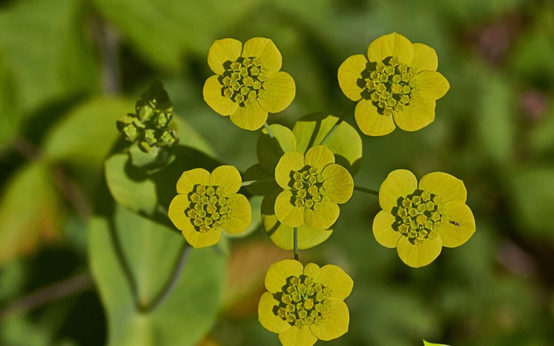 Bupleurum falcatum: saiba para que serve