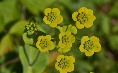 Bupleurum falcatum (CHAI HU, ORELHA-DE-LEBRE)