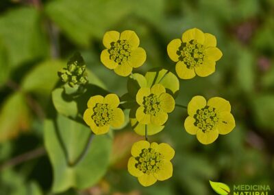 Bupleurum falcatum