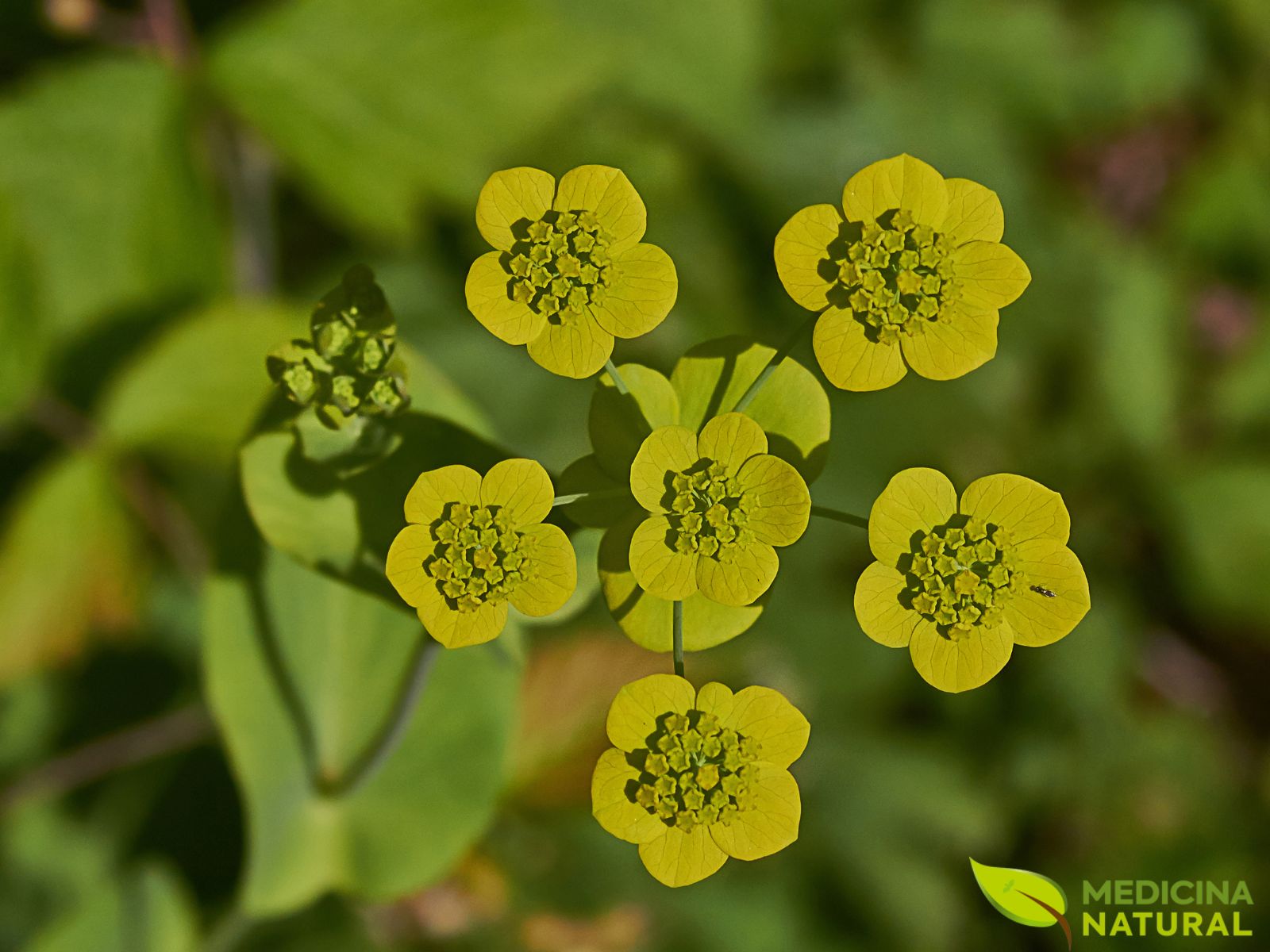 Bupleurum falcatum