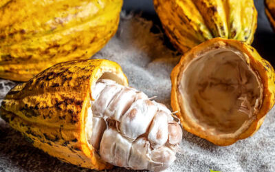 Cacau: benefícios do fruto do chocolate