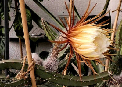 Cacto flor-do-luar - Selenicereus anthonyanus