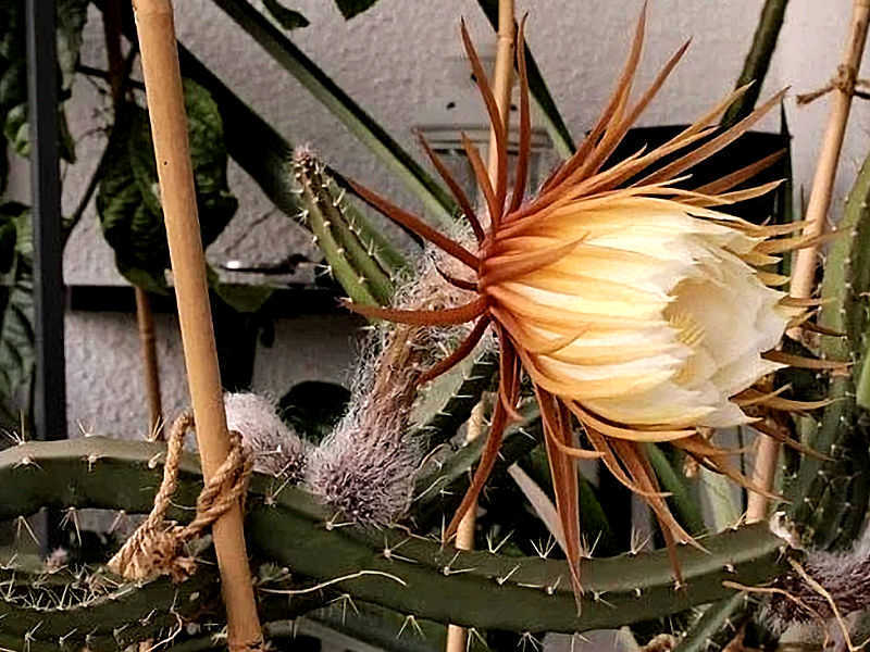 Cacto flor-do-luar - Selenicereus anthonyanus