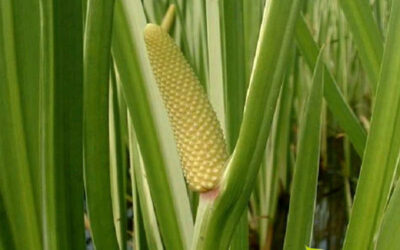 Cálamo-aromático: saiba para que serve