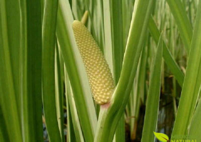 Cálamo-aromático - Acorus calamus