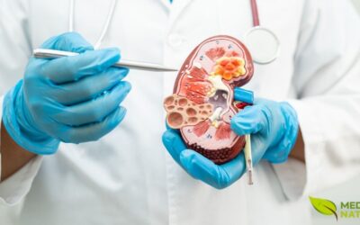 Os 10 Melhores Chás Para Dissolver Pedras nos Rins