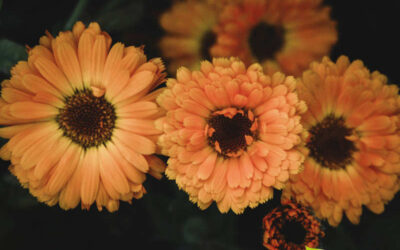 Calêndula: saiba para que serve o chá