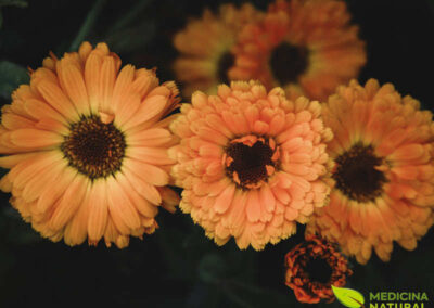 Calêndula: Calendula officinalis