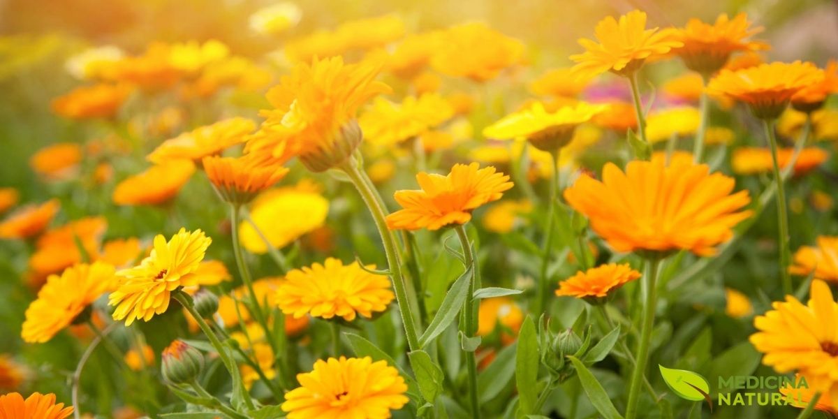 Incluída na RENISUS por sua ação cicatrizante e anti-inflamatória tópica comprovada. O SUS utiliza pomadas de calêndula em Unidades Básicas de Saúde para tratamento de feridas, queimaduras leves e dermatites, reduzindo custos com curativos industrializados.