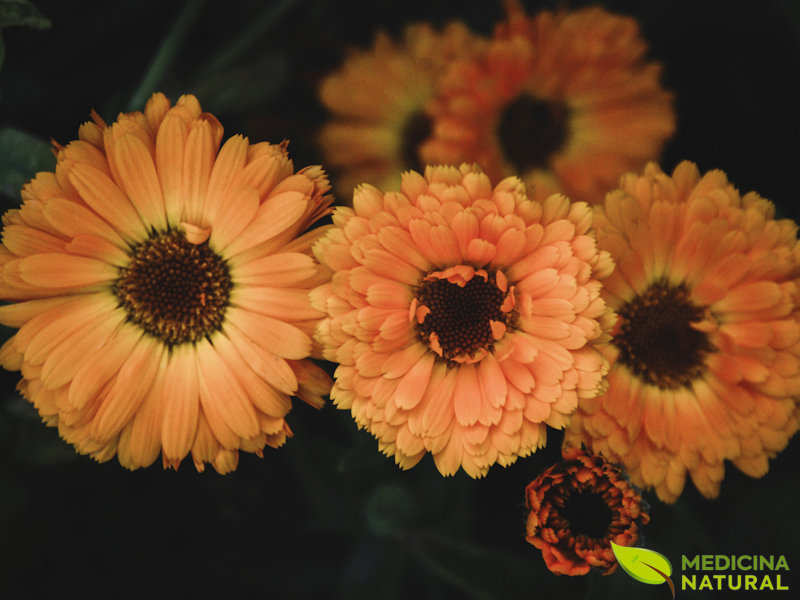 Calêndula: Calendula officinalis