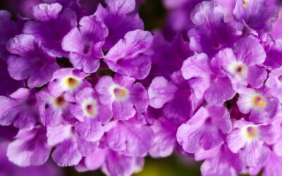 Lantana montevidensis – CAMBARÁ-DE-JARDIM