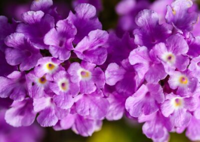 Cambará-de-Jardim - Lantana montevidensis
