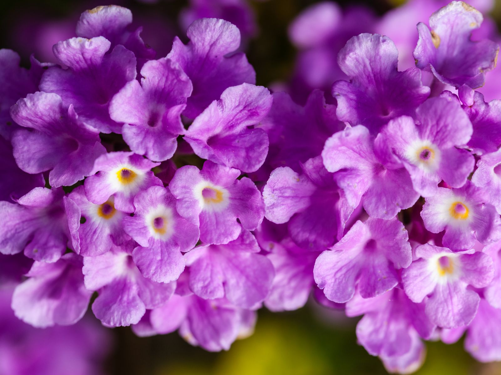Cambará-de-Jardim - Lantana montevidensis
