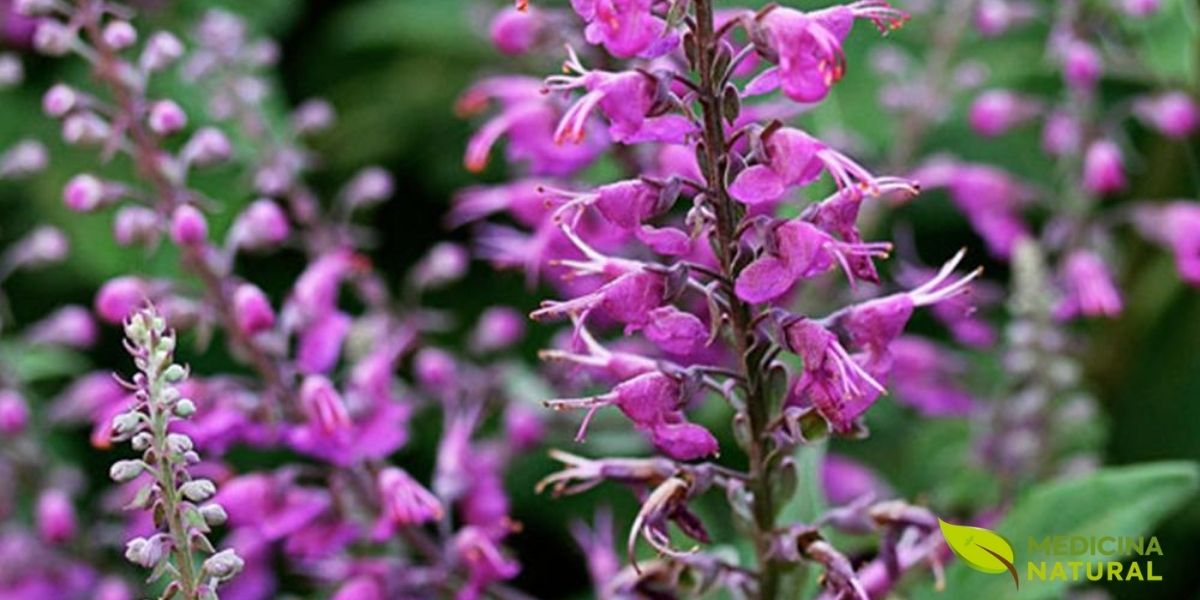 Camédrios - Camédrio - Carvalhinha - Teucrium chamaedrys