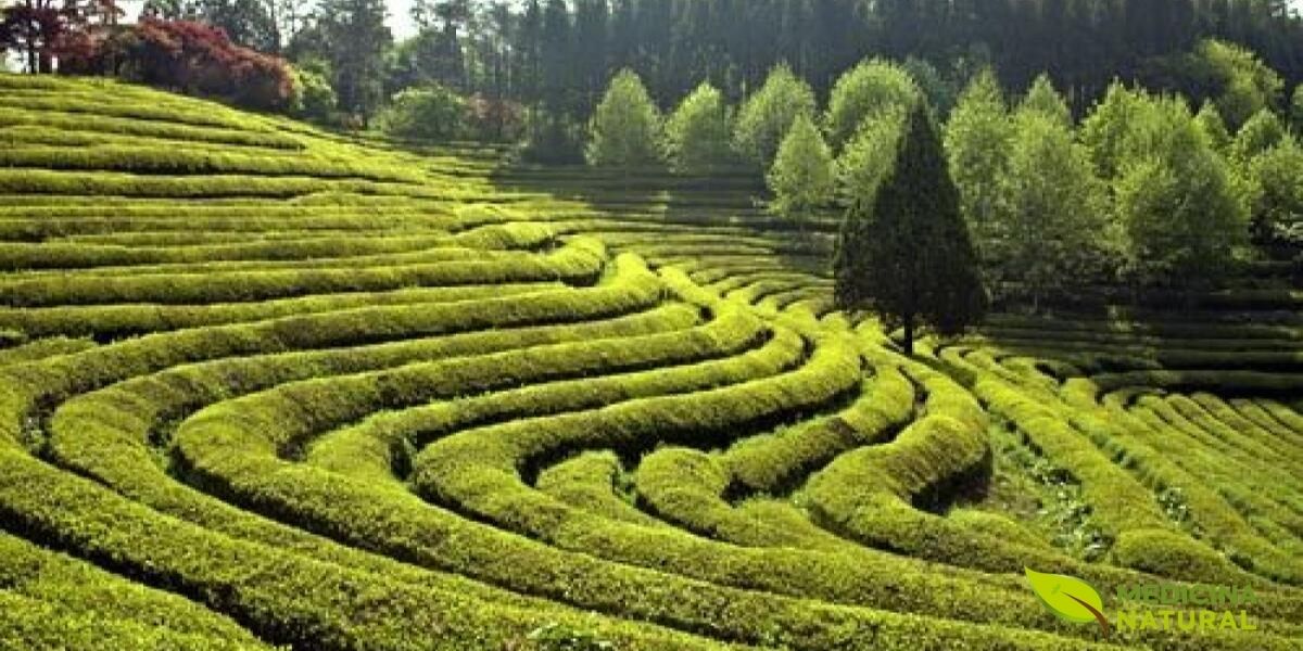 As plantações de chá oolong em terraços nas montanhas da China e Taiwan criam um terroir único. A altitude elevada, a névoa constante e as temperaturas mais frias fazem com que as folhas cresçam mais lentamente, concentrando os compostos aromáticos e resultando em chás com complexidade floral e doçura excepcionais.