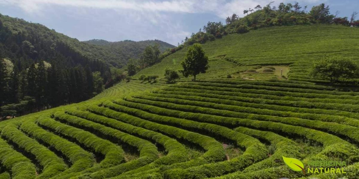O cultivo em terraços montanhosos proporciona condições ideais para a produção de EGCG. Altitude elevada, névoa matinal e solo vulcânico rico em nutrientes aumentam a concentração de polifenóis nas folhas. Chás de origem controlada e cultivo orgânico oferecem os maiores benefícios para a saúde.
