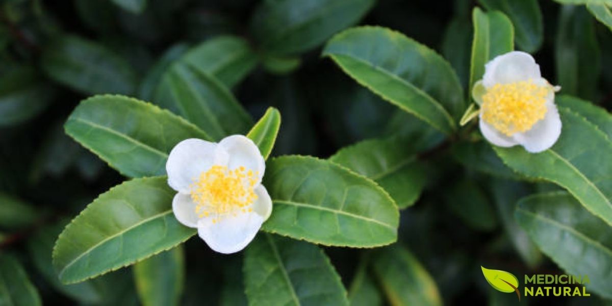 A Camellia sinensis é um arbusto perene da família Theaceae, originário das regiões montanhosas do Leste Asiático. Esta planta notável pode crescer até 9 metros de altura em estado selvagem, mas é mantida entre 1-2 metros nas plantações comerciais para facilitar a colheita. Suas folhas são lanceoladas, serrilhadas nas bordas e apresentam um brilho característico. As flores brancas, com cinco a sete pétalas e estames amarelos proeminentes, são delicadas e aromáticas, embora raramente sejam vistas em plantações comerciais devido à poda constante.