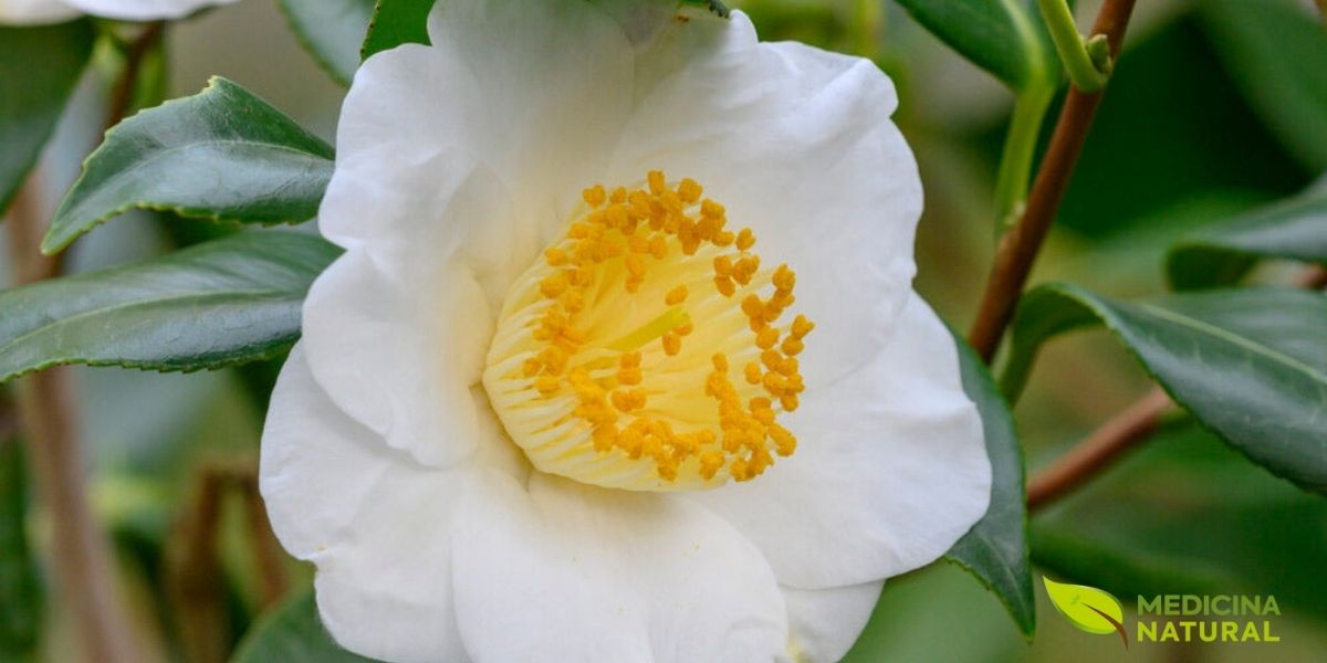 As folhas e brotos da Camellia sinensis são o coração da indústria do chá e a fonte de todos os tipos de chá verdadeiro — verde, preto, branco, oolong e pu-erh. As folhas são perenes, de cor verde escuro brilhante, com bordas serrilhadas e uma textura coriácea. Os brotos jovens, conhecidos como "flush", são cobertos por uma fina penugem prateada e são os mais valorizados para a produção de chás premium. A colheita ideal envolve a seleção dos brotos mais tenros e das duas ou três folhas superiores, um processo conhecido como "two leaves and a bud". Essas partes jovens da planta contêm as maiores concentrações de catequinas, aminoácidos (especialmente L-teanina) e compostos aromáticos. A qualidade do chá é fortemente influenciada pela época da colheita, com as colheitas da primavera (first flush) sendo geralmente as mais apreciadas por seu sabor delicado e complexo. As folhas frescas são rapidamente processadas após a colheita para preservar ou desenvolver suas características desejadas, dependendo do tipo de chá a ser produzido.