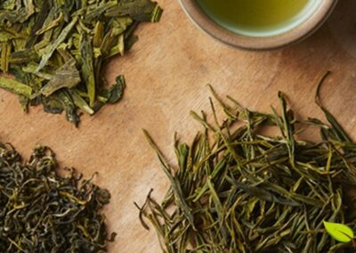 Folhas frescas de Camellia sinensis após a colheita, mostrando sua cor verde vibrante e textura característica. As folhas frescas contêm altas concentrações de catequinas, aminoácidos (especialmente L-teanina), vitaminas e minerais. Para produzir chá verde, as folhas são rapidamente aquecidas (fixação) para inativar as enzimas oxidativas, preservando a cor verde e os compostos antioxidantes. Este processo de fixação pode ser feito através de vapor (método japonês) ou em panelas quentes (método chinês). As folhas são então enroladas e secas para produzir o chá verde final.