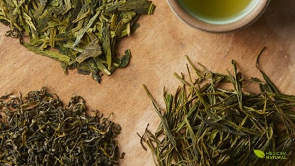 Folhas frescas de Camellia sinensis após a colheita, mostrando sua cor verde vibrante e textura característica. As folhas frescas contêm altas concentrações de catequinas, aminoácidos (especialmente L-teanina), vitaminas e minerais. Para produzir chá verde, as folhas são rapidamente aquecidas (fixação) para inativar as enzimas oxidativas, preservando a cor verde e os compostos antioxidantes. Este processo de fixação pode ser feito através de vapor (método japonês) ou em panelas quentes (método chinês). As folhas são então enroladas e secas para produzir o chá verde final.