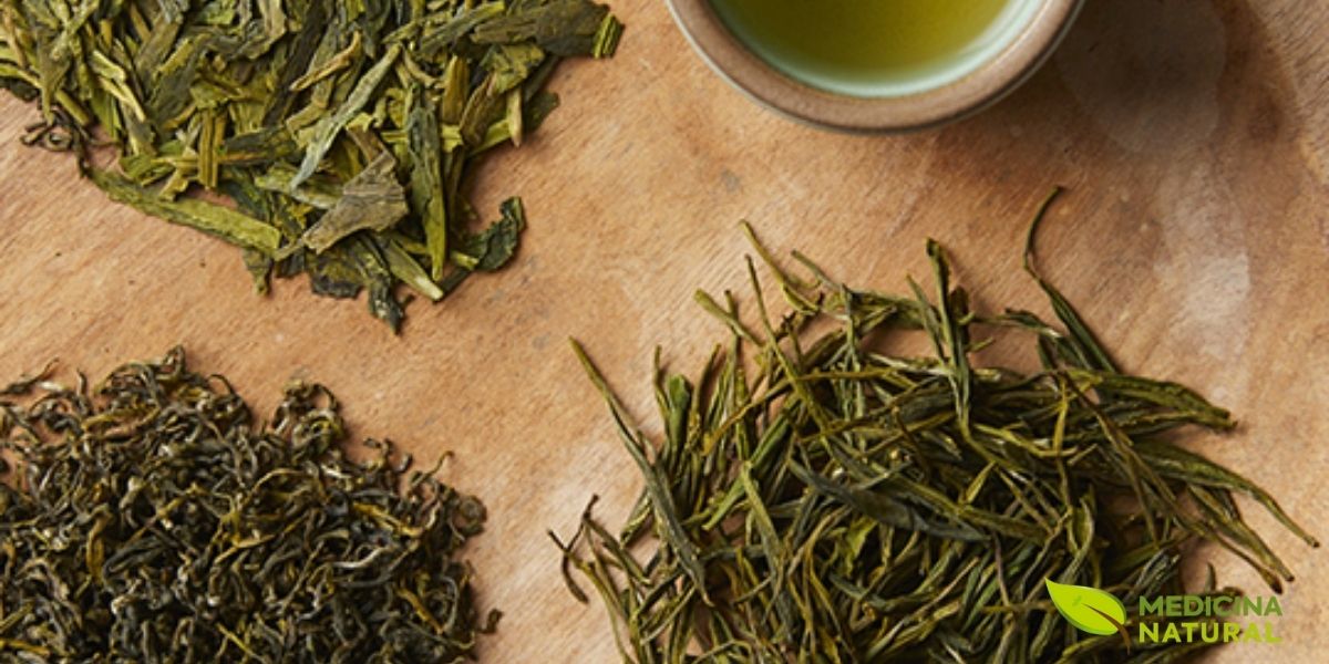 Folhas frescas de Camellia sinensis após a colheita, mostrando sua cor verde vibrante e textura característica. As folhas frescas contêm altas concentrações de catequinas, aminoácidos (especialmente L-teanina), vitaminas e minerais. Para produzir chá verde, as folhas são rapidamente aquecidas (fixação) para inativar as enzimas oxidativas, preservando a cor verde e os compostos antioxidantes. Este processo de fixação pode ser feito através de vapor (método japonês) ou em panelas quentes (método chinês). As folhas são então enroladas e secas para produzir o chá verde final.