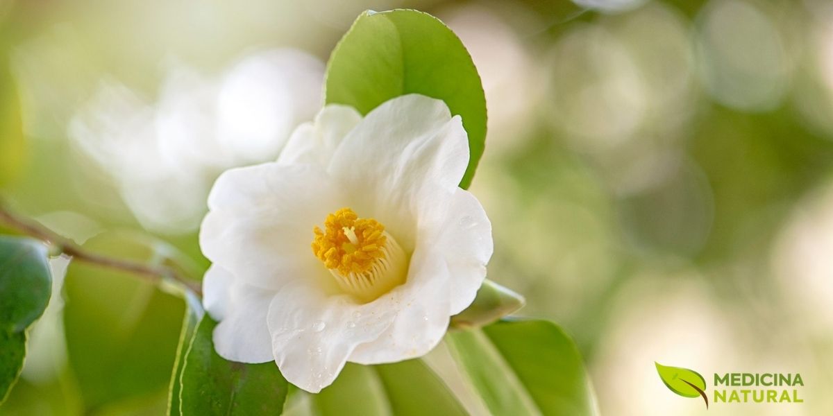 A Camellia sinensis é um arbusto perene da família Theaceae, originário das regiões montanhosas do Leste Asiático. Esta planta notável pode crescer até 9 metros de altura em estado selvagem, mas é mantida entre 1-2 metros nas plantações comerciais para facilitar a colheita. Suas folhas são lanceoladas, serrilhadas nas bordas e apresentam um brilho característico. As flores brancas, com cinco a sete pétalas e estames amarelos proeminentes, são delicadas e aromáticas, embora raramente sejam vistas em plantações comerciais devido à poda constante.