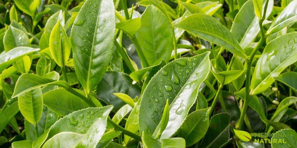A Camellia sinensis, a planta que dá origem ao chá verde, exibe suas folhas verdes vibrantes e saudáveis. Essas folhas, quando colhidas frescas e rapidamente vaporizadas, preservam uma alta concentração de catequinas e polifenóis, os compostos bioativos responsáveis pelos benefícios do chá verde para a saúde e o emagrecimento. O processo mínimo de oxidação é o segredo para manter intactas as propriedades terapêuticas desta bebida milenar.