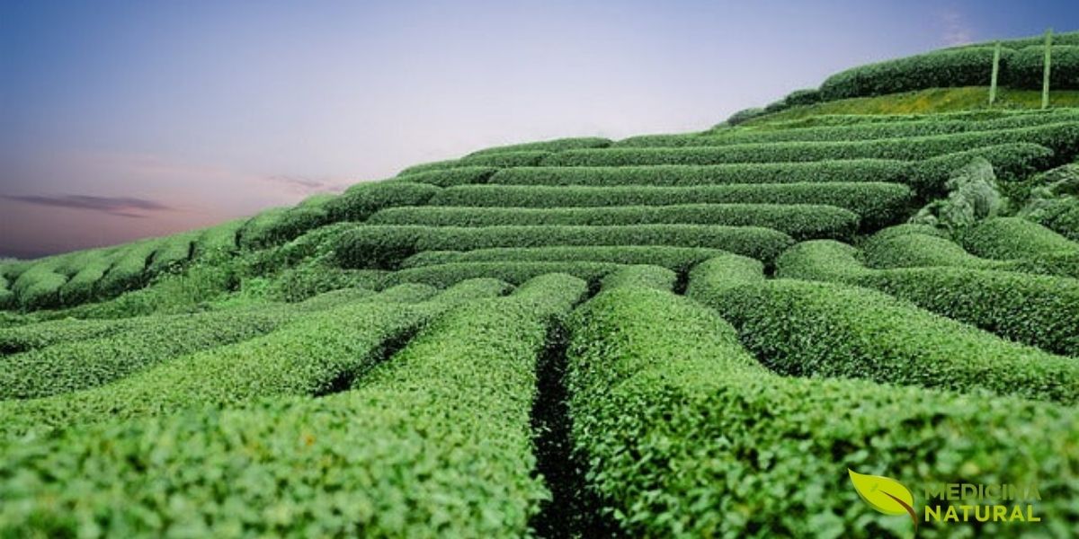 Plantação comercial de Camellia sinensis mostrando as características fileiras ordenadas de arbustos de chá. As plantas são mantidas em altura uniforme através de podas regulares, facilitando a colheita manual. Esta imagem captura a beleza geométrica das plantações de chá, com suas linhas verdes vibrantes que se estendem até o horizonte. O cultivo em fileiras permite uma gestão eficiente da irrigação, adubação e controle de pragas. A cor verde intensa das folhas indica plantas saudáveis e bem nutridas, prontas para produzir chá de alta qualidade.
