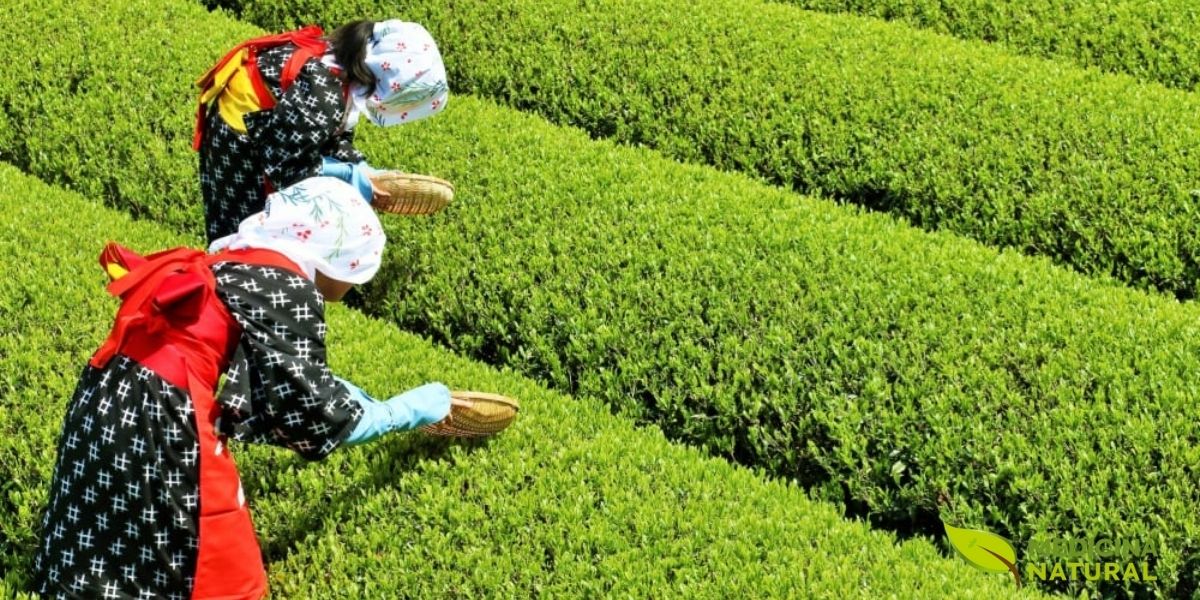 Plantação tradicional japonesa de Camellia sinensis, mostrando o cultivo meticuloso que caracteriza a produção de chá verde japonês de alta qualidade. No Japão, as plantações de chá são frequentemente cultivadas em encostas montanhosas onde a neblina matinal e as temperaturas frescas criam condições ideais para o desenvolvimento de sabores delicados e complexos. As plantas são podadas em formas arredondadas características, facilitando a colheita mecânica ou manual. O chá japonês é conhecido mundialmente por sua qualidade excepcional, especialmente variedades como Sencha, Gyokuro e Matcha.