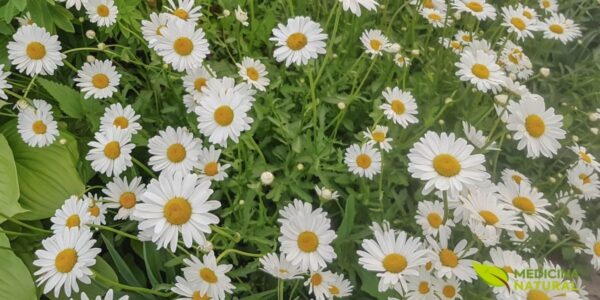 Um belo campo de camomila alemã (Matricaria recutita) em plena floração. As delicadas flores brancas com centros amarelos se destacam contra a folhagem verde, criando uma cena serena e natural.
