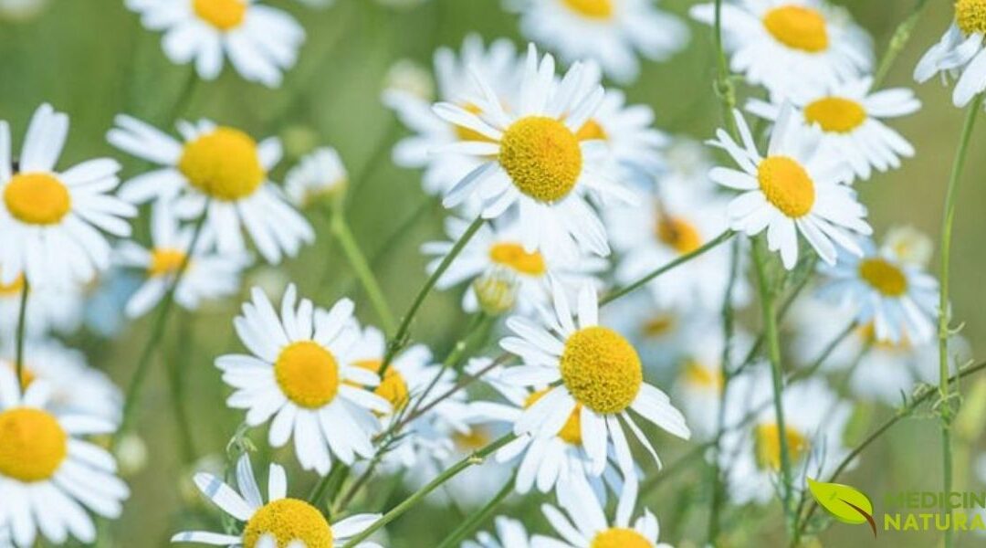 Camomila: Para Que Serve, Benefícios e Como Fazer o Chá