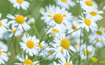 Camomila: Para Que Serve, Benefícios e Como Fazer o Chá