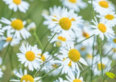 Presente na RENISUS por sua ação calmante, anti-inflamatória e digestiva. A camomila é uma das plantas mais dispensadas nas Farmácias Vivas do SUS, atendendo desde cólicas infantis até ansiedade em adultos, com segurança comprovada para todas as faixas etárias.