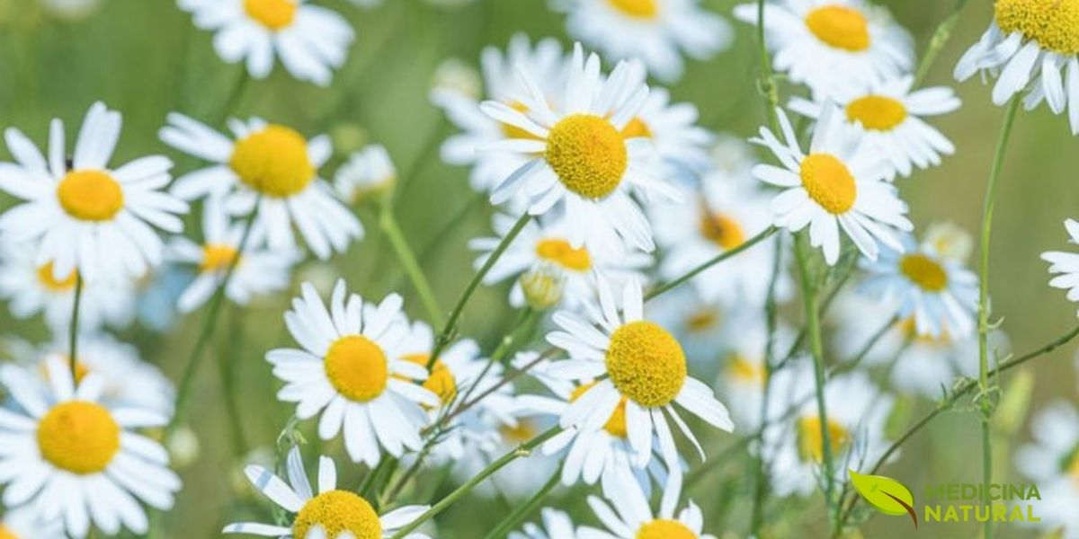 A versatilidade do óleo de camomila é impressionante. De cuidados com a pele e cabelos a suporte emocional e digestivo, suas aplicações são vastas, tornando-o um item indispensável no kit de medicina natural de qualquer pessoa.