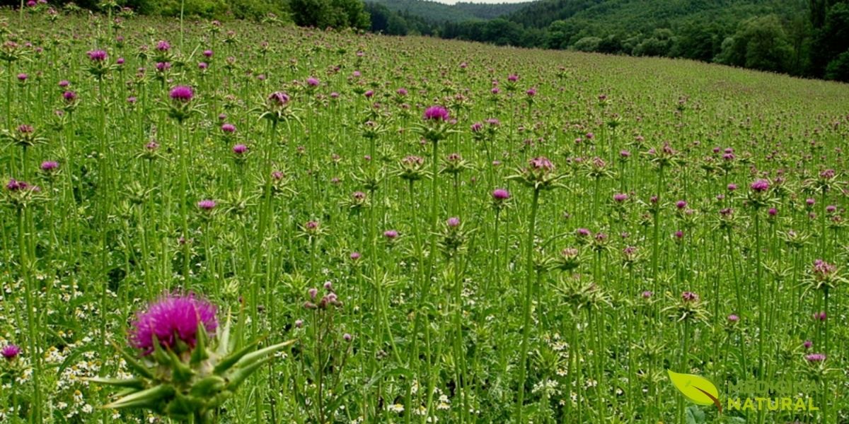Campos de cardo-mariano, como este, são cultivados em diversas partes do mundo para a extração da silimarina. A planta, nativa da Europa e Ásia, adaptou-se bem a diferentes climas, garantindo o suprimento para a produção de fitoterápicos. Fonte: Tualatin Soil and Water Conservation District.