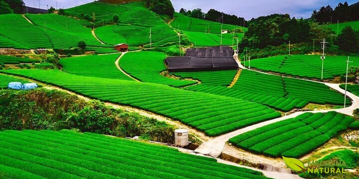Os modernos campos de chá combinam técnicas tradicionais milenares com tecnologia agrícola contemporânea. O sistema de irrigação visível na imagem demonstra como produtores atuais otimizam o cultivo da Camellia sinensis para maximizar qualidade e produtividade. A disposição em terraços aproveita o terreno montanhoso, criando microclimas ideais e facilitando a drenagem natural. A irrigação controlada garante que as plantas recebam água suficiente sem encharcamento, crucial para o desenvolvimento adequado das raízes e a concentração de compostos bioativos nas folhas.