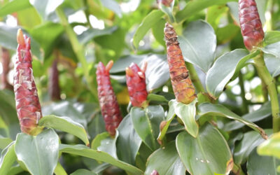 Cana-do-brejo: saiba para que serve