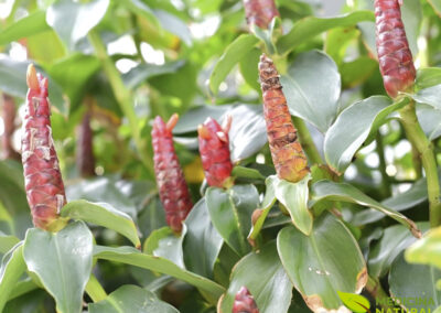 Cana-do-brejo - Costus spicatus