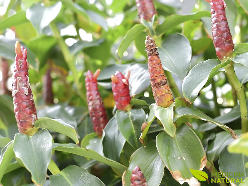 Cana-do-brejo - Costus spicatus