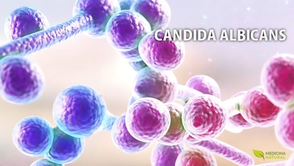 Candida albicans