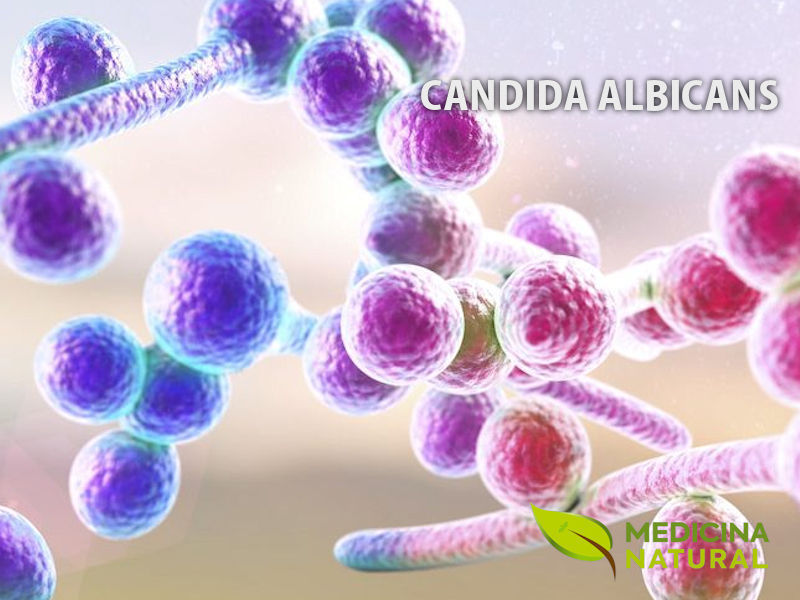 Candida albicans