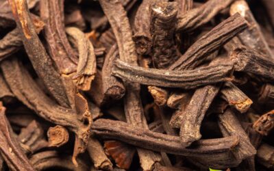 Cinnamomum cassia – CANELA-CÁSSIA; CANELA-CHINESA