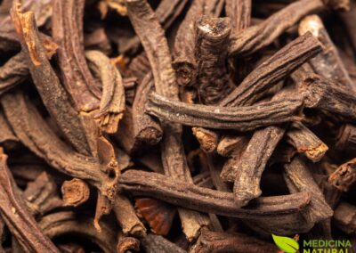 Cinnamomum cassia - CANELA-CÁSSIA - CANELA-CHINESA