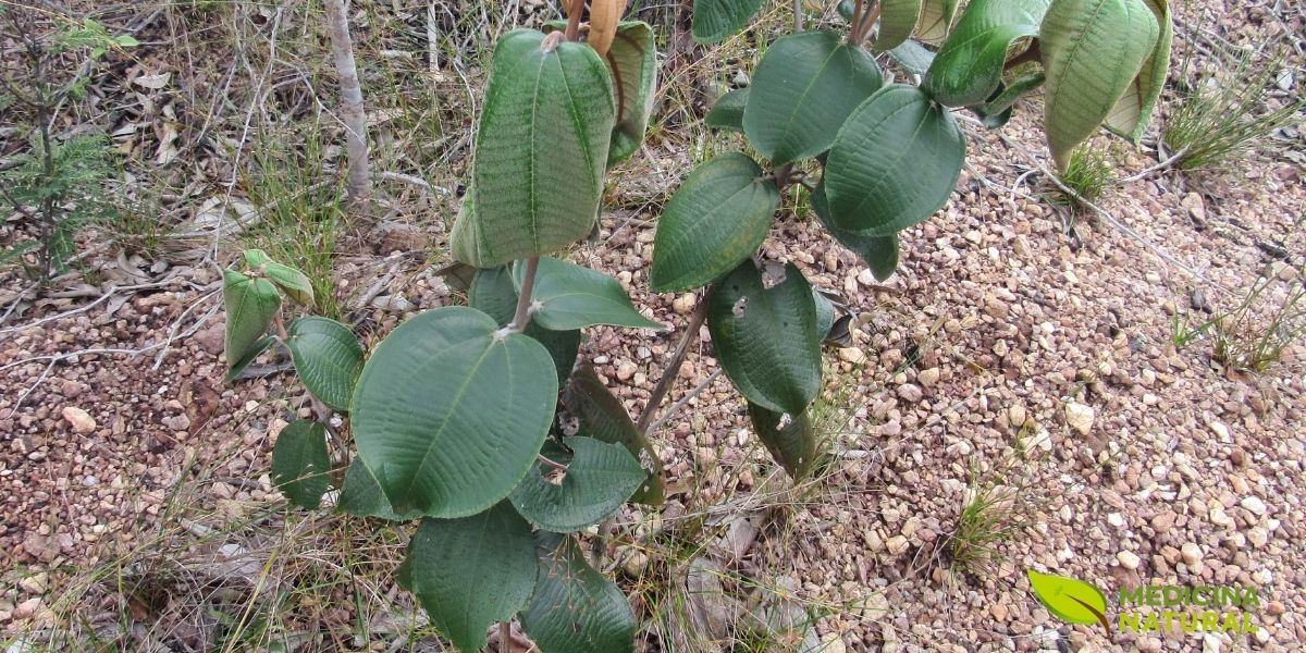 As folhas verdes da canela-de-velho estão entre os traços mais marcantes da Miconia albicans, tanto pela aparência quanto pela facilidade de reconhecimento em campo. Quando o tema é canela-de-velho, observar suas folhas ajuda a entender melhor a estrutura da planta, sua presença em diferentes regiões e as características que a tornaram tão popular.