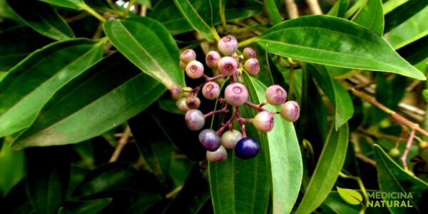 Os frutos da canela-de-velho ajudam a completar a compreensão sobre o ciclo natural da Miconia albicans, revelando uma etapa importante do desenvolvimento da planta. Embora menos lembrados do que as folhas, os frutos da canela-de-velho têm valor botânico relevante e contribuem para uma visão mais ampla sobre essa espécie nativa brasileira.