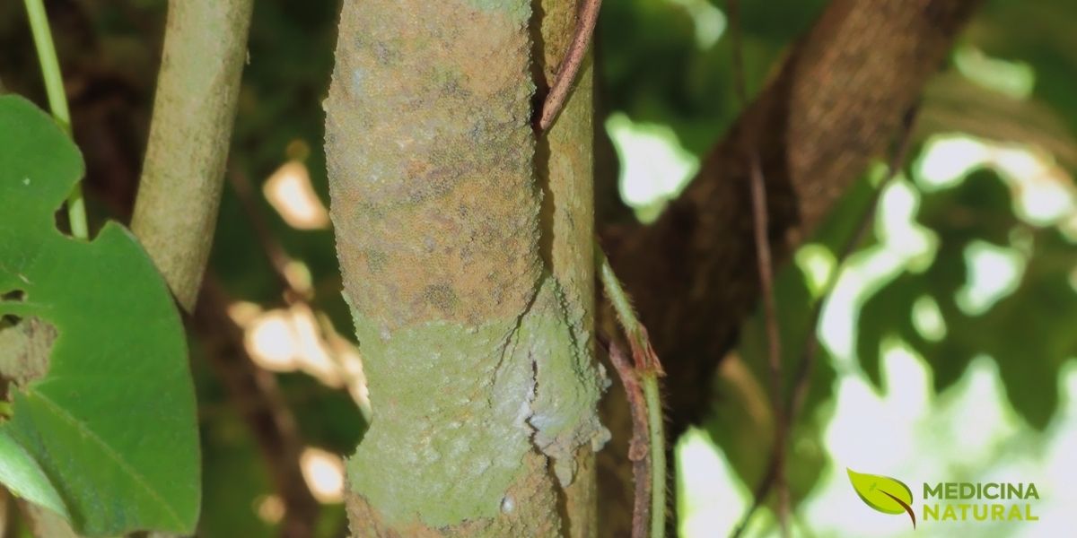 A casca da canela-de-velho chama atenção pelo aspecto firme, rústico e característico de uma espécie bem adaptada ao ambiente brasileiro. Em conteúdos sobre Miconia albicans, esse elemento ajuda a destacar a identidade botânica da planta e reforça o reconhecimento visual da canela-de-velho entre as espécies nativas mais conhecidas do país.
