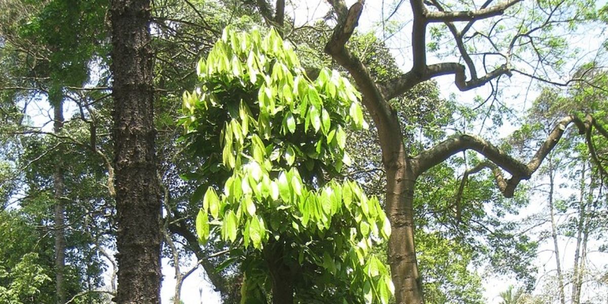 Canela-Sassafrás - Ocotea odorifera