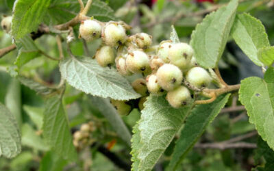 Canelinha: saiba para que serve a planta