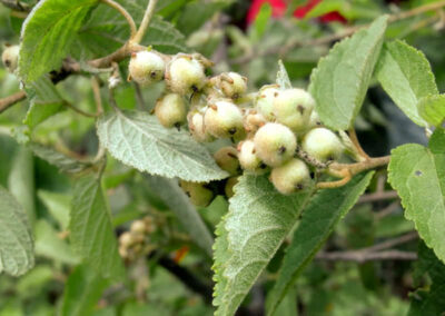 Canelinha - Croton zehntneri